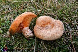 Lactarius deliciosus (1)_LR